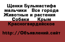 Щенки Бульмастифа мальчики - Все города Животные и растения » Собаки   . Крым,Красногвардейское